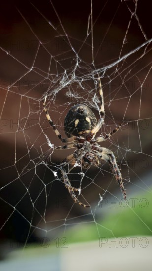 Close-up of a garden cross spider (araneus diadematus) from below in its detailed web, Franconian Forest nature park Park