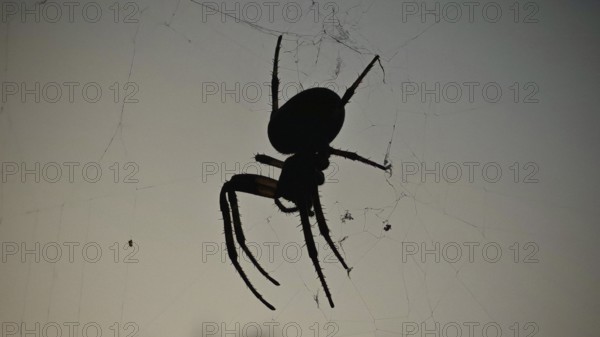 Silhouette of a garden cross spider (araneus diadematus) on its web in front of a dark background, Franconian Forest