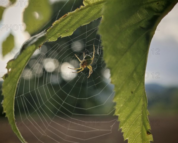 Spider (araneus) on a leaf crossing a fine thread of a spider's web, in quiet nature, Upper Franconia