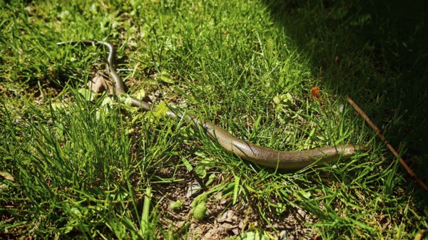 Slow worm (anguis frailis) meanders through sun-drenched grass with shade, REnnsteig, Franconian Forest nature park Park