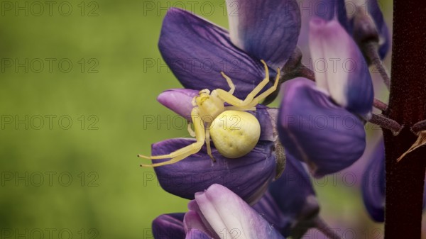 Yellow crab spider (misumena vatia) sitting on a purple lupine flower in a detailed macro photograph, Thuringian Forest