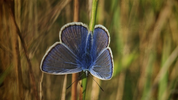 Blue butterfly (polyommatus icarus) with colourful wings, delicately peeping out from behind a blade of grass, in nature, REnnsteig, Franconian Forest nature park Park