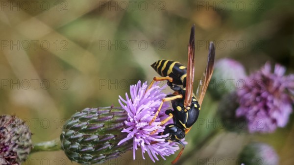 Black-yellow field wasp (polistes) on a purple flower in a detailed macro photograph, during pollination, Rennsteig, Franconian Forest nature park Park