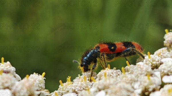 A red and black shaggy bee beetle (trichodes alvearius) moves on cream-coloured flowers in nature, Franconian Forest nature park Park, rennsteig