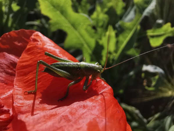 Great green bush cricket (tettigonia viridissima) sitting on a red poppy leaf (papaver) in a sunny garden, Thuringian Forest