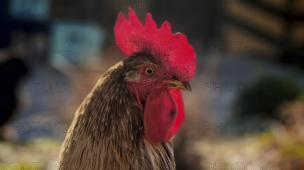 Portrait of a rooster (gallus) with a magnificent red comb, Franconian Forest