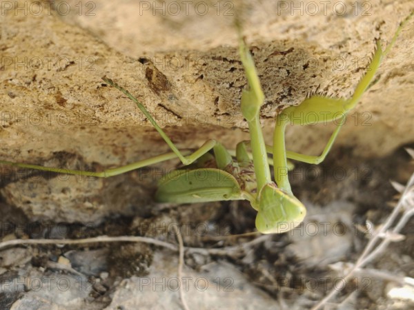 Praying mantis (mantis religiosa) hangs upside down under a stone and is well camouflaged, Armenia