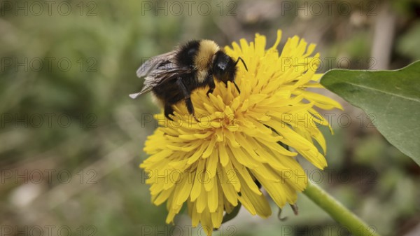Bumblebee (bombus) sitting on a yellow dandelion flower (taraxacum) in a summer environment, Thuringian Forest