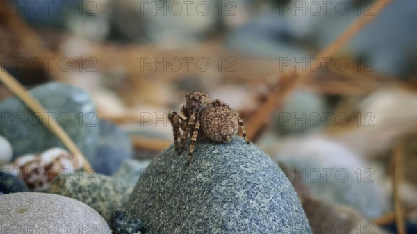 Small jumping spider (saliens araneia) from behind sitting camouflaged on a stone and turning its head towards the camera between different pebbles, Turkey