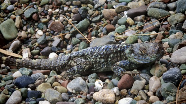 Blue Spiked Guan (sceloporus cyanogenys) adapting perfectly to the colourful stones, Antalya, Turkey