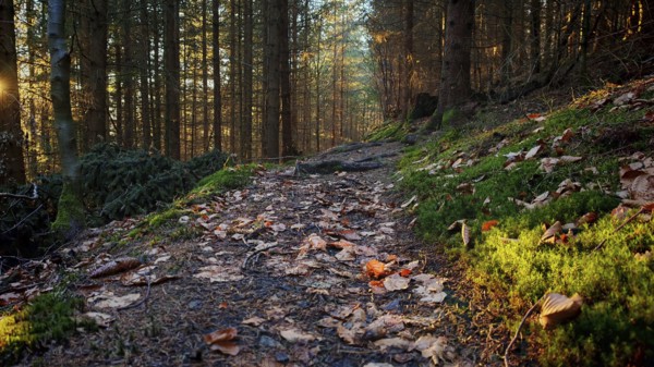 Forest trail full of autumn leaves in sunlight, Franconian Forest