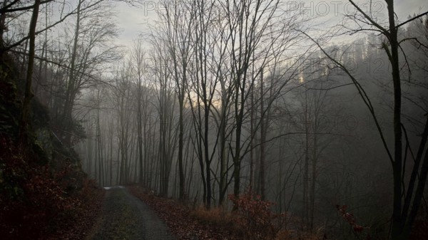 A foggy forest trail leads through bare autumn trees in a gloomy atmosphere, Franconian Forest nature park Park