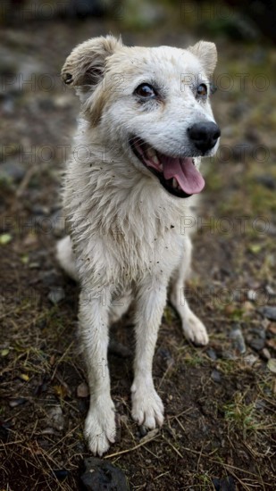 A smiling, wet street dog (canis lupus familaris), his name is igor, sits on an earthy floor and looks directly into the camera, debed canyon, Armenia