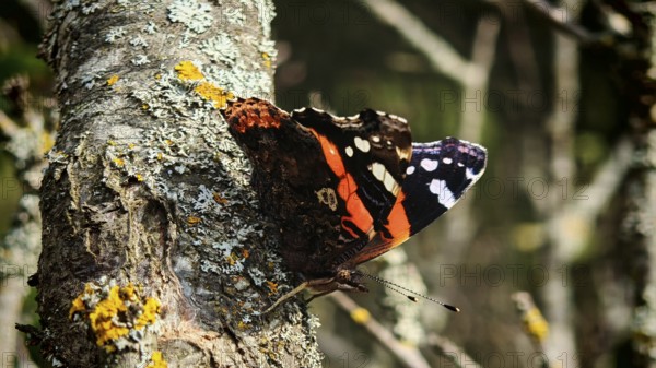 A colourful admiral butterfly (vanessa atalanta) sitting on tree bark, surrounded by lichens, Dilijan National Park, Armenia