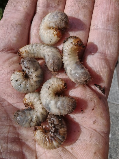 Several curved larvae, grubs of the leaf horned beetle (scarabaeidae) lying in an open palm, Franconian Forest nature park Park