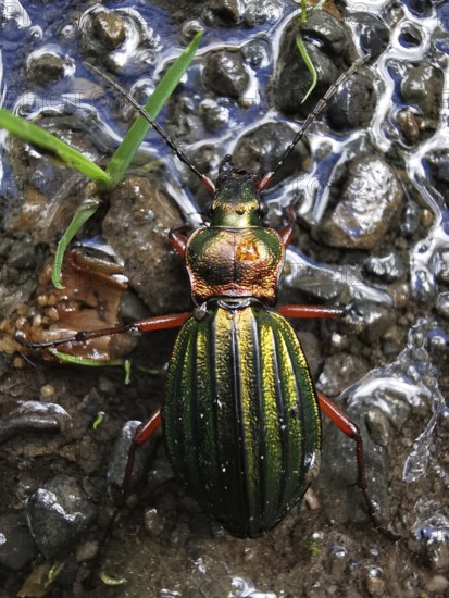 An iridescent Carabus auronitens (carabus auronitens) crawls over a wet, stony surface, Rennsteig, frankenwald nature park