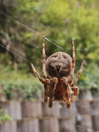 A garden cross spider (araneus diadematus) hangs upside down in its web. The background is green and blurred, suggesting a natural environment, Franconian Forest