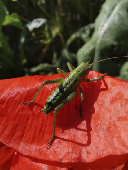 Great green bush cricket (tettigonia viridissima) sitting on a red poppy leaf (papaver) in a sunny garden, Thuringian Forest