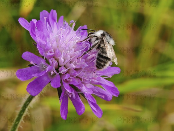 A willow sand bee (andrena vaga) collects nectar from a purple flower, field widow flower (knautia arvensis) in a natural environment, Thuringian Forest