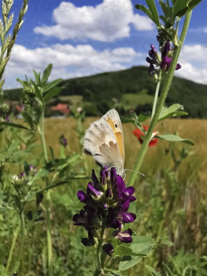 Butterfly Small heath (coenonympha pamphilus) sitting on a flower in a summer landscape with a view of a hill, frankenwald nature park