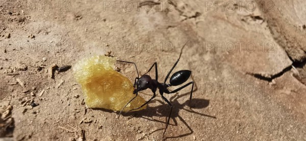 Desert ant (Sahara Desert ant) examining a large crumb on an earthy background, close-up, Morocco