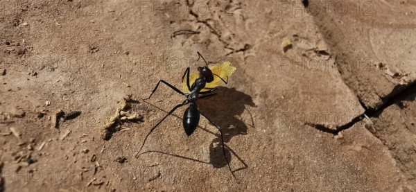 Desert ant (Sahara Desert ant) carrying a crumb along an earthy surface, Morocco