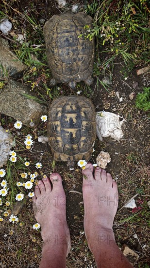 Two Hermann's tortoises (testudo hermanni) in mating ritual crawl across the ground next to free human feet and small flowers, Turkey