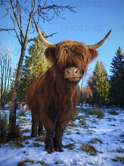 Close-up of a highland bovine (bos taurus taurus), cow with horns in a snow-covered landscape, Rennsteig, Franconian Forest nature park Park