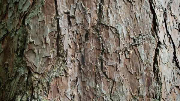 Close-up of the brown, textured bark of a Scots pine (pinus sylvestris) with a striking pattern, Batumi, Georgia