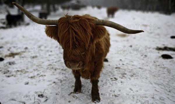 A highland cattle (bos taurus taurus) with long horns stands in a snowy winter landscape, rennsteig, frankenwald nature park