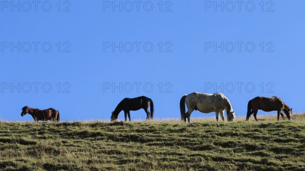 Horses (equus) grazing peacefully on a grassy hill under a bright blue sky, Georgia