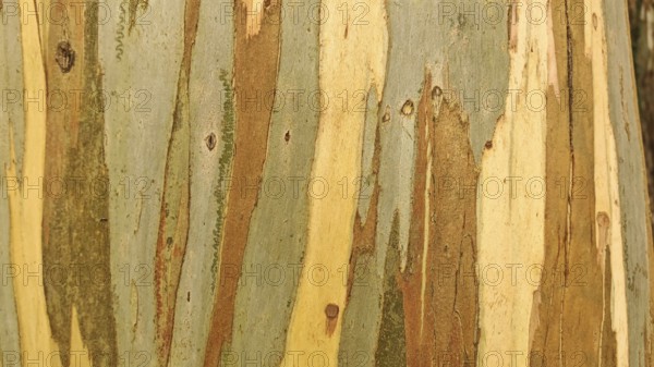 Different coloured layers of the bark of a Eucalyptus deglupta tree (eucalyptus deglupta) with a natural pattern, Batumi, Georgia