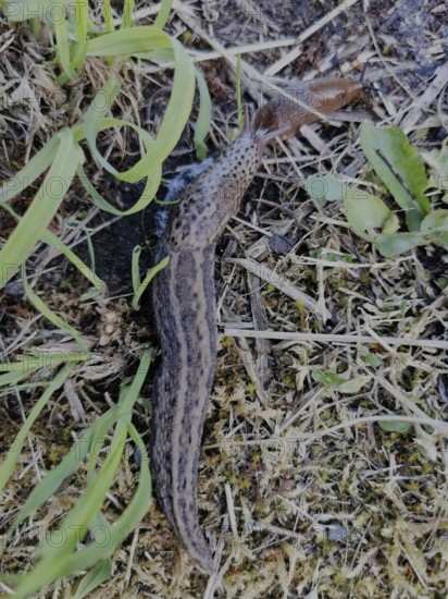 A tiger snail (limax maximus) crawls quickly to its prey (arion vulgaris) over the damp, grass-covered ground and shows its distinctive pattern, frankenwald nature park, rennsteig