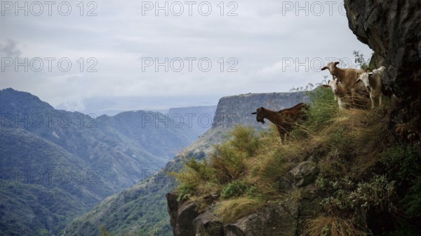 Goats (caprae) grazing on a rocky mountainside with a breathtaking view over a cloudy mountain landscape, Debed canyon, Armenia