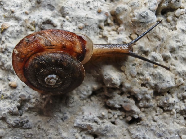 A Monachoides incarnatus (monachoides incarnatus) crawls on a grey, structured surface, frankenwald nature park