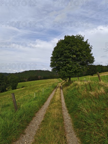 A rural dirt road snakes past a lonely tree through green meadows under a cloudy sky, Thuringian Forest