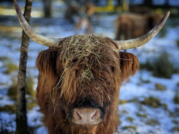 Close-up of a highland bovine (bos taurus taurus) in the snow with straw on its head, rennsteig, frankenwald national park