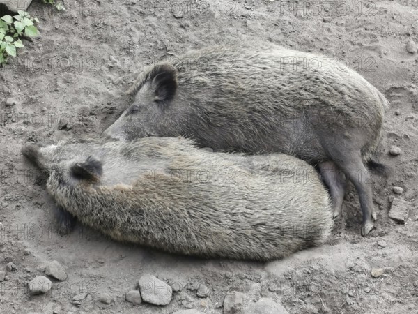 Two wild boars (sus scrofa) lying harmoniously close together on earthy ground, ying yang, zoo, czech republic