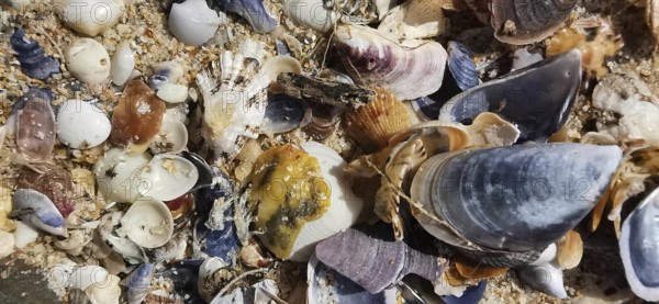 Various shells and sand on the beach, Southwest Alentejo nature park Park and Costa Vicentina, Portugal