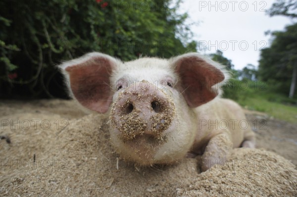 A pig is relaxing on sandy soil in a green, natural environment