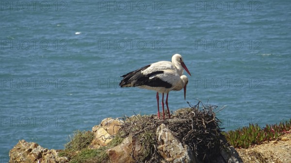Pair of storks (ciconia) nesting on a cliff overlooking a blue sea on the fishermen's path, costa vicentina, Portugal