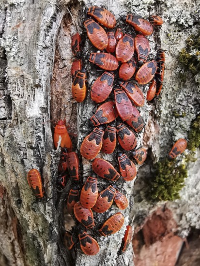 Many red firebugs (pyrrhocoris apterus) crawling over an old tree trunk, frankenwald nature park