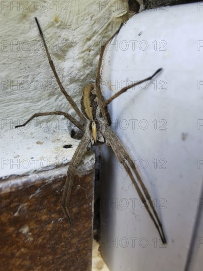 A large list spider (pisaura mirabilis) sits on the corner of a rough house wall, close-up, Upper Franconia