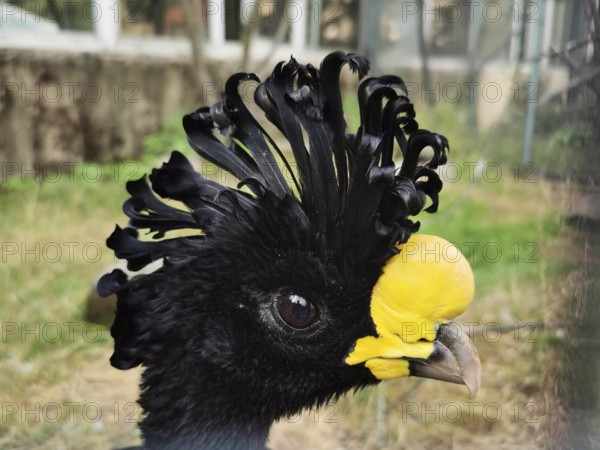 Close-up of a bird with a black cap and yellow facial markings, tuberkelhokko (crax rubra) in the zoo, czech republic