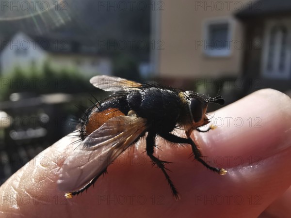A caterpillar fly (tachinidae) sits on a human hand in the sunlight, frankenwald