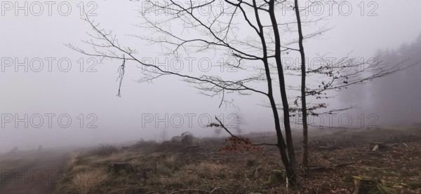 Fog obscures the view of a bare tree landscape, Rennsteig, Thuringian Forest