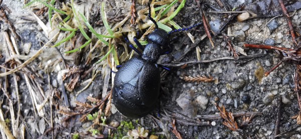 A Black oil beetle (meloe proscarabaeus) crawls on a mixed soil of soil and grass, Thuringian Forest