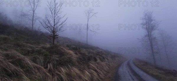 A foggy path leads through a bare landscape, mystical atmosphere on the Rennsteig, Thuringian Forest