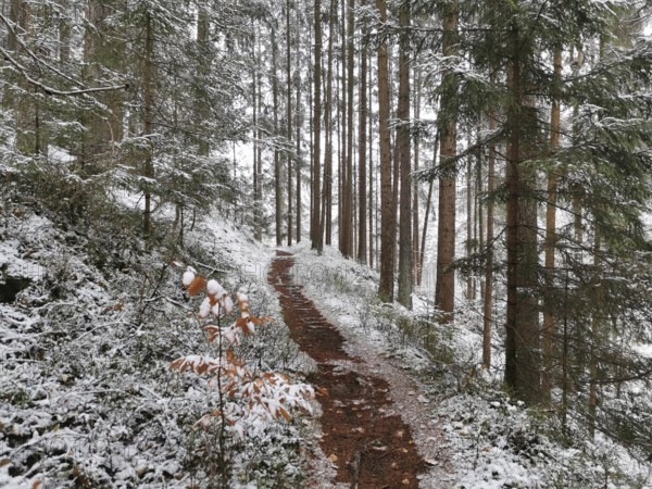 Snowy trail in winter forest, Fichtelgebirge, Germany