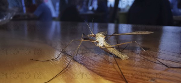 A snake (tipulidae) sits on a wooden table under special lighting, Franconian Forest nature park Park